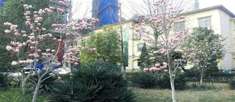 华体会网页版-华体会（中国）,春景（一）