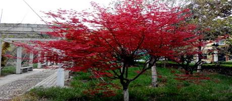 华体会网页版-华体会（中国）,春景（七）