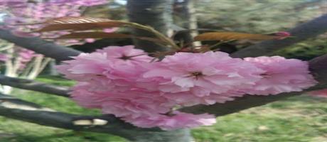 华体会网页版-华体会（中国）,春景（十二）